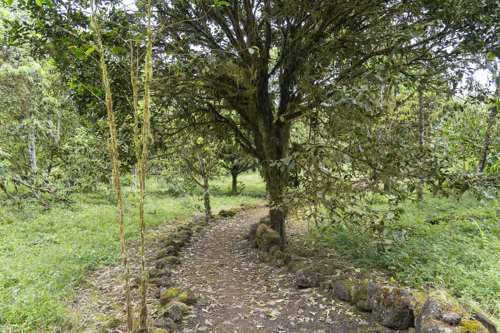 Semilla Verde